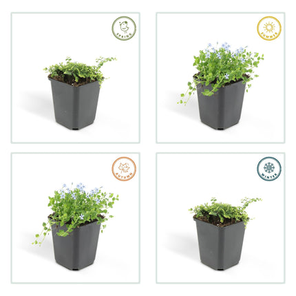 Isotoma fluviatilis – Blauer Sternteppich – 24 Pflanzen – Ø9cm – ↕10–25cm – Bodendecker mit blauen Blüten – Für Sonne & Halbschatten – Ideal für Trittsteine & Teichränder