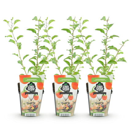 Goji – Beere Lycium barbarum winterhart 3 Pflanzen Ø9cm Höhe 30cm – Rote orange Beerenpflanze für Garten Beet Balkon & Terrasse