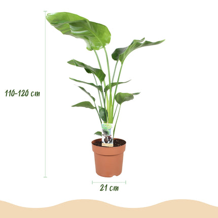 Strelitzia Nicolai – 110-120cm – 21cm – Pflegeleichte Paradiesvogelblume – Große tropische Zimmerpflanze