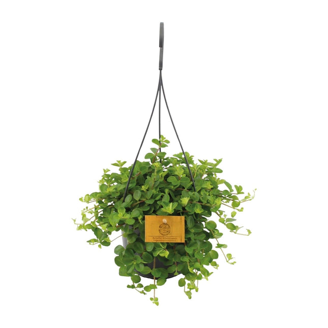 Zwergpfeffer Peperomia Rotundifolia – Zimmerpflanze – Glänzende Blätter – Ø15 cm, Höhe 25 cm – Pflegeleicht