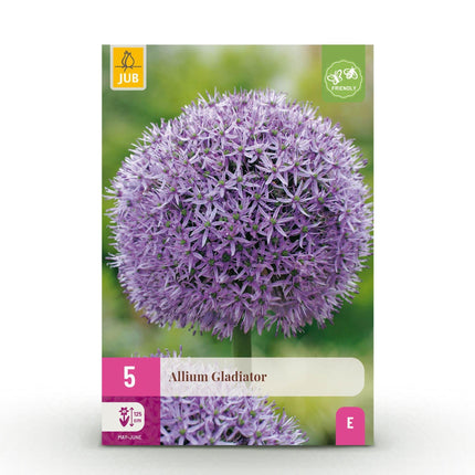 Blumenzwiebeln Allium Gladiator – Lila – 5 Stück – Zwiebelgröße 16/18 – Riesen-Zierlauch bis 120cm – Winterhart & pflegeleicht – Blütezeit Mai bis Juni