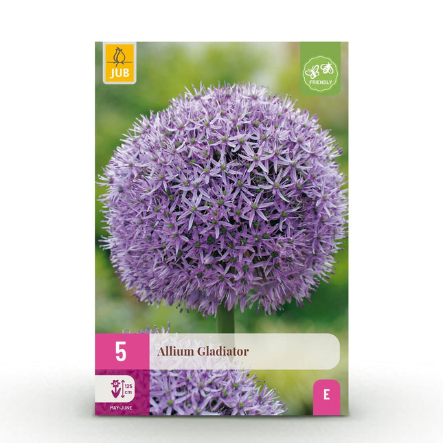 Blumenzwiebeln Allium Gladiator – Lila – 5 Stück – Zwiebelgröße 16/18 – Riesen-Zierlauch bis 120cm – Winterhart & pflegeleicht – Blütezeit Mai bis Juni
