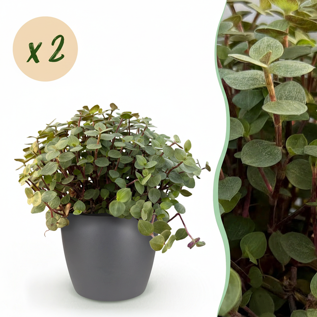 Calissia Repens Zimmerpflanze 2er Set mit grauem Topf Ø12cm Höhe 17-20cm Haustierfreundliche Grünpflanze pflegeleicht für Wohnzimmer Büro Schlafzimmer