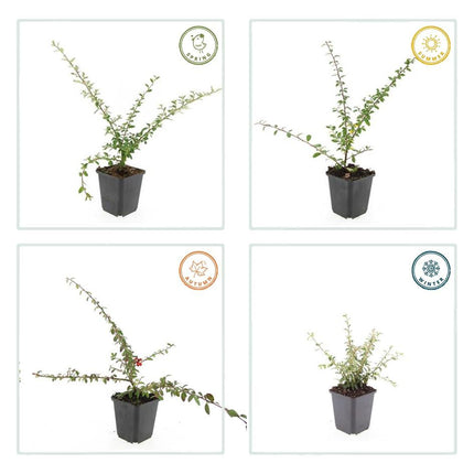 Cotoneaster suecicus 'Coral Beauty' – Winterhart & immergrün – 24 Pflanzen – ↕10–25cm – Ø9cm – Bodendecker mit weißen Blüten & orangefarbenen Beeren – Pflegeleicht