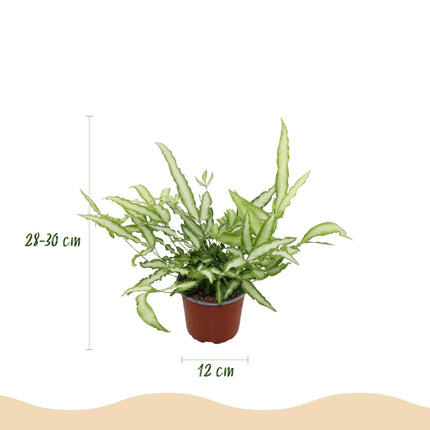 Pteris Cretica Albolineata Schwertfarn Zimmerpflanze mit weißem Topf Ø12cm Höhe 20cm Haustierfreundliche Grünpflanze pflegeleicht für Zimmer & Büro