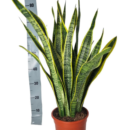 Sansevieria Laurentii – 90cm – Große Bogenhanf Zimmerpflanze – Pflegeleicht & luftreinigend – Ideal für Wohnzimmer, Büro & Inneneinrichtung