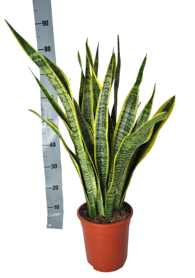 Sansevieria Laurentii – 90cm – Große Bogenhanf Zimmerpflanze – Pflegeleicht & luftreinigend – Ideal für Wohnzimmer, Büro & Inneneinrichtung