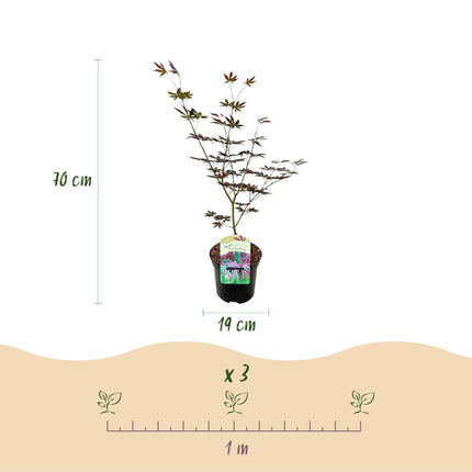 Japanischer Ahorn – Acer palmatum 'Trompenburg' – 2 Pflanzen – ca. 70cm hoch – Ø19cm – dunkelviolette Blätter – Balkon – & Gartenpflanze