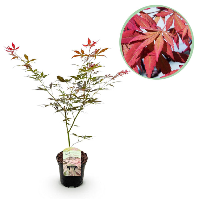 Japanischer Ahorn Acer palmatum 'Sumi-nagashi' – Roter Zierahorn – Balkon- & Terrassenpflanze – Ø19 cm – Ca. 70 cm hoch – Eleganter Fächerahorn mit glänzend dunkelrotem Laub