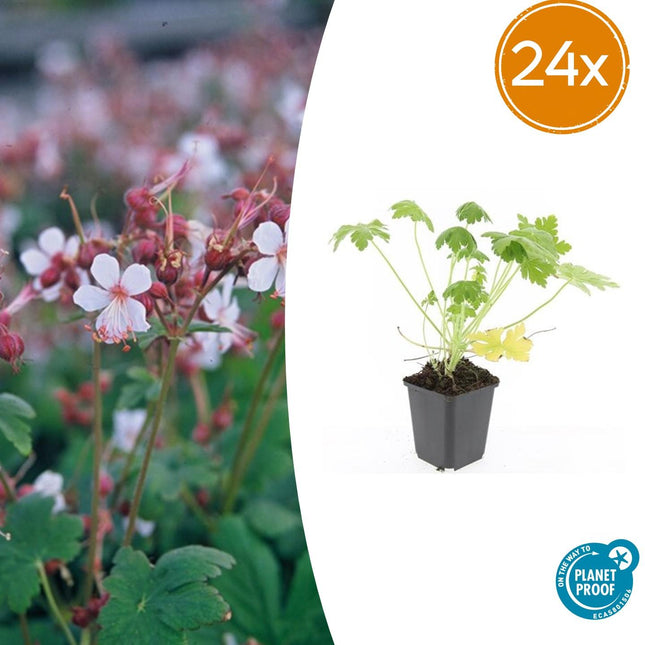 Geranium macrorrhizum 'Spessart' – Bodendecker – 24 Pflanzen – Ø9cm – ↕10–25cm – Weiß blühend & winterhart – Für Sonne & Schatten – Pflegeleicht & langlebig