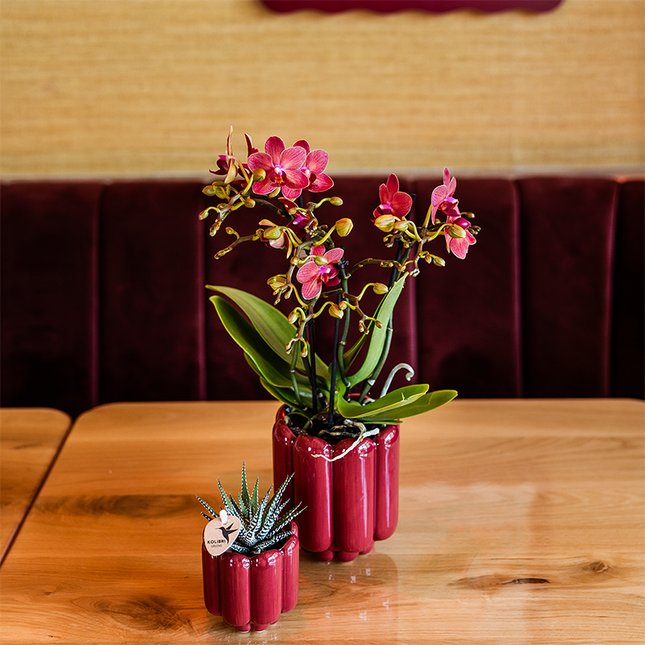Rote Congo Orchidee im Retro Übertopf rot Ø9cm – blühende Zimmerpflanze frisch vom Züchter – glänzender 70er – Look Ziertopf mit abgerundetem Design
