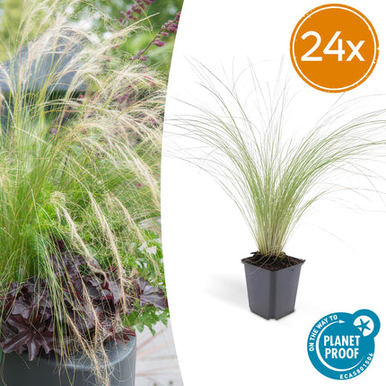 Stipa tenuissima ‘Ponytails’ – 24 Pflanzen – ↕10-25cm – Ø9cm – Feinhaariges Ziergras – Luftig & Verspielt – Sonne – Pflegeleicht & Robust