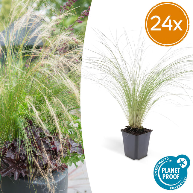 Stipa tenuissima ‘Ponytails’ – 24 Pflanzen – ↕10-25cm – Ø9cm – Feinhaariges Ziergras – Luftig & Verspielt – Sonne – Pflegeleicht & Robust