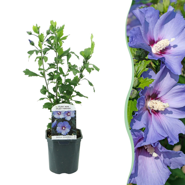 Garteneibisch Hibiscus syriacus Oiseau Blue – Strauch – Blüte Blau – Wenig Pflege – 17cm Höhe 45cm – Für Garten & Terrasse
