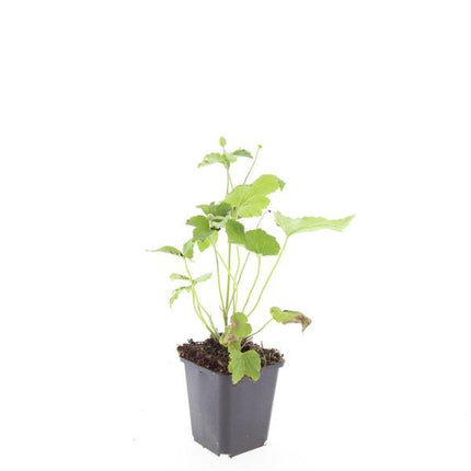 Anemone hyb. 'Honorine Jobert' – 24 Pflanzen – ↕10-25cm – Ø9cm – Herbstanemone – Weiße Blüten – Sonne & Halbschatten – Pflegeleicht