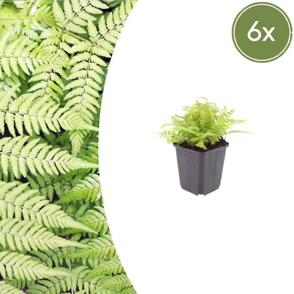 Dryopteris filix-mas – 6 Pflanzen Männerfarn Wurmfarn – 10-25cm – Ø9cm – Winterharter Gartenfarn für Schatten & Halbschatten – Zierfarn für Beet & Unterpflanzung