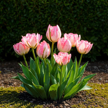 Blumenzwiebeln Tulpe Double Pink – 12 Stück – Rosa gefüllte Tulpen – Zwiebelgröße 11/12 – Für Beet, Balkon & Terrasse – Pflegeleicht & edel
