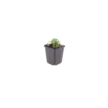 Geranium cinereum Ballerina – 24 Pflanzen – Ø9cm – Höhe 10-25cm – Winterharte Staude – Zartrosa Blüten – Pflegeleicht für Steingarten, Beet & Kübel
