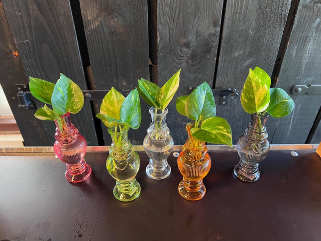 Hydroponik Pflanzen Mix im Venice Glas – Ø7cm ↕20cm – Grünpflanzen im Glasgefäß – Pflegeleicht & modern – Für Wohnzimmer, Büro & Tischdeko