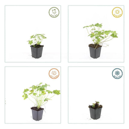 Storchschnabel Geranium macrorrhizum 'Czakor' – ↕10-25cm – Ø9cm – 6 Pflanzen – Tiefrosa Blüten – Aromatisches Laub – Robuster Bodendecker