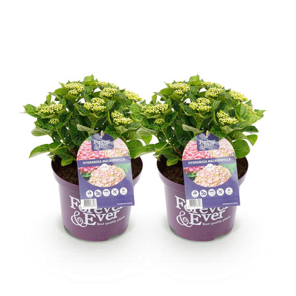 Hortensie Forever & Ever – Rosa – 2 Pflanzen – Hydrangea macrophylla – 23cm – Ca. 55cm hoch – 7-12 Blüten – Langanhaltende Blüte