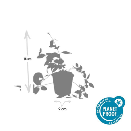 Großblättriges Immergrün Vinca major 'Alba' – 48 Pflanzen – ↕10-25 cm – Ø9 cm – Immergrüner Bodendecker mit weißen Blüten – Pflegeleicht & winterhart