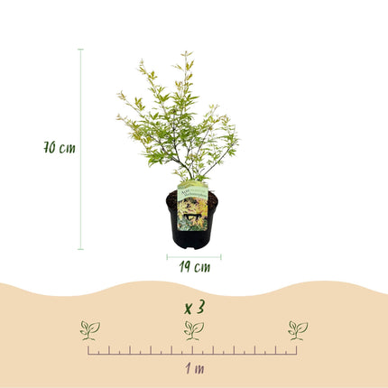 Japanischer Ahorn – Acer palmatum Metamorphosa – 70cm hoch – 19cm – Balkonpflanze & Zierbaum – Grünes Frühlingslaub, rote Herbstfärbung