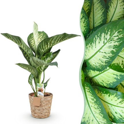 Dieffenbachia Tropic Snow – 90-100cm – 21cm inkl. Naturkorb – Pflegeleichte bunte Zimmerpflanze – Großes grün – weißes Blattwerk