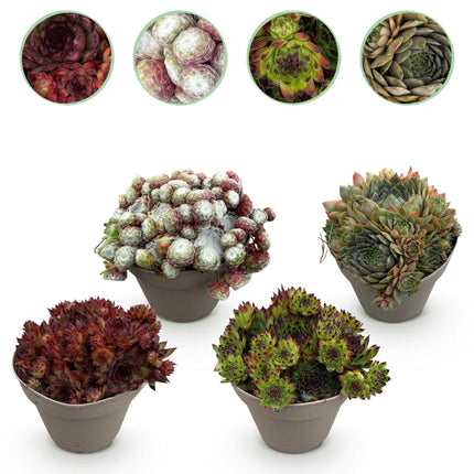 Bodendecker Sempervivum Big Sam – 4 Pflanzen – Winterhart – Verschiedene Farben – Pflegeleichte Hauswurz für Beete, Steingärten, Balkon & Terrasse – Ø14cm H17cm