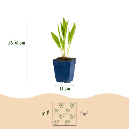 Staudenset – 8 bienen- & schmetterlingsfreundliche Pflanzen – für 1 m² – Verschiedene Blütenfarben – Wenig Pflege – Ø11cm – Mehrjährige Gartenstauden