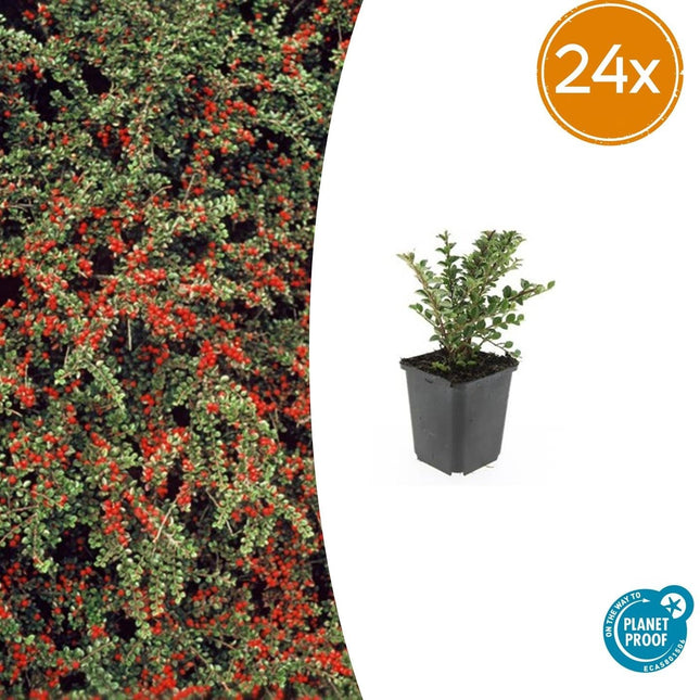 Cotoneaster horizontalis – 24 Pflanzen – ↕10-25 cm – Ø9 cm – Winterharter Zierstrauch – Rote Beeren – Pflegeleicht & Vogelfreundlich