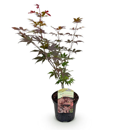 Japanischer Ahorn Acer palmatum Atropurpureum – Lila Balkonpflanze – Ø19cm – Höhe ca. 70cm – Kompakter Zierahorn mit tiefviolettem Laub