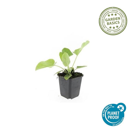 Russel – Brandkraut Phlomis russeliana – ↕10-25cm – Ø9cm – 60 Pflanzen – Staude – Winterhart – Bienenfreundlich – Gelbe Blüten