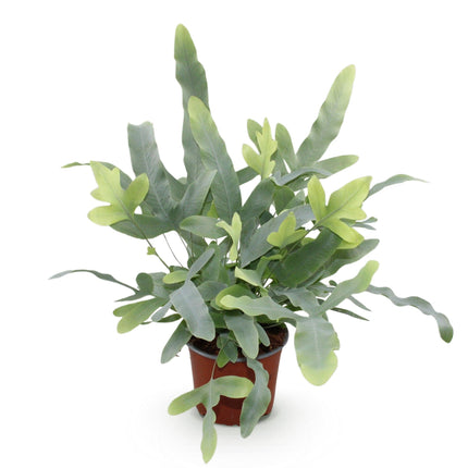 Phlebodium aureum Blue Star Farn – Blaue Farnpflanze – Haustierfreundliche Zimmerpflanze 12cm – Höhe ca.25cm – Tropenfarn für Wohnzimmer & Büro