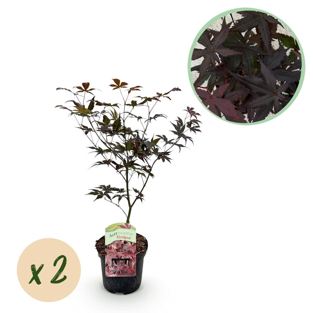 Japanischer Ahorn Acer palmatum Bloodgood – Rot – 2 Pflanzen – Laubabwerfender Zierbaum – 19cm – Ca. 70cm hoch – Für Balkon, Terrasse & Beet