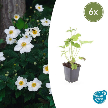 Japan – Herbst – Anemone hyb. 'Honorine Jobert' – ↕10-25cm – Ø9cm – 6 Pflanzen – Herbstblüher – Pflegeleicht – Sonne & Halbschatten