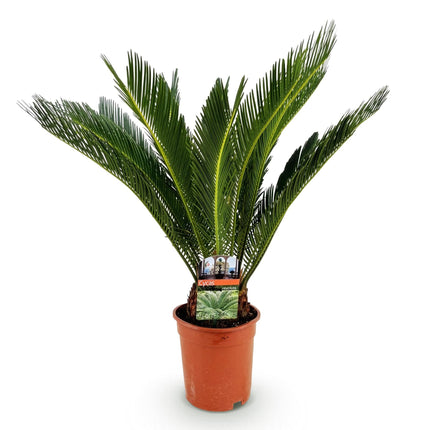 Cycas Revoluta – Palmfarn – 70cm – 17cm – Pflegeleichte Zimmerpflanze mit fiederförmigen Blättern – Robuste Sago – Palme für elegante Innenräume