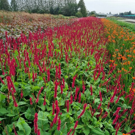 Persicaria amplexicaulis Blackfield – 48 Pflanzen – Ø9cm – Höhe 10-25cm – Winterharte Staude – Dunkelrote Blütenähren