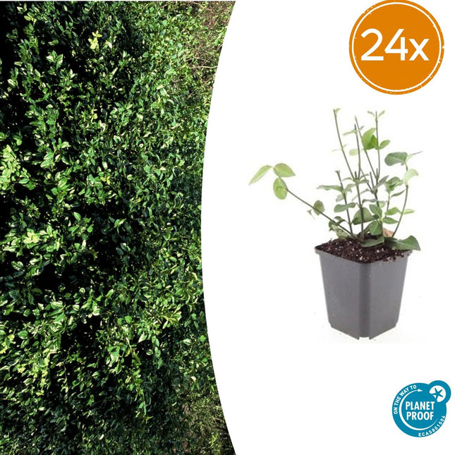 Euonymus fortunei 'Coloratus' – winterharter Zierstrauch – 24 Pflanzen – Bodendecker – Ø9cm – ↕10–25cm – purpur-rosa Beeren – pflegeleicht – vielseitig