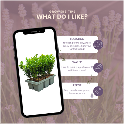 Buchsbaum – Buxus NewGen Freedom – 6 Pflanzen – ca. 15 cm hoch – Ø7 cm – kompakter, winterharter Strauch – resistent gegen Zünsler & Pilzkrankheiten – ideal für Formschnitt & Hecken