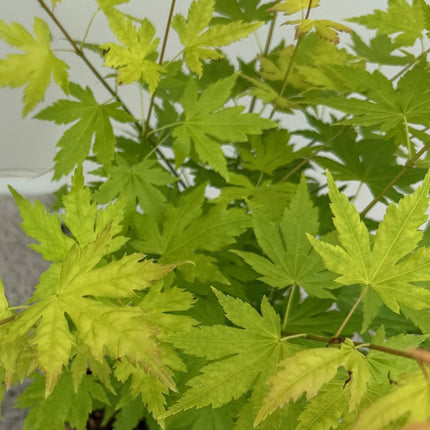 Japanischer Ahorn – Acer palmatum 'Orange Dream' – 2 Pflanzen – ca. 70 cm hoch – Ø19 cm – orangefarbenes, fein gefiedertes Laub – Balkon- & Gartenpflanze