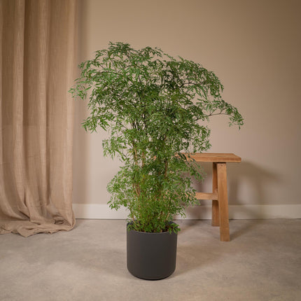 Polyscias Fruticosa – Aralia Zimmerpflanze – Ø21cm – ↕75cm – Tropische Grünpflanze mit feinem, filigranen Laub – Pflegeleicht & luftreinigend