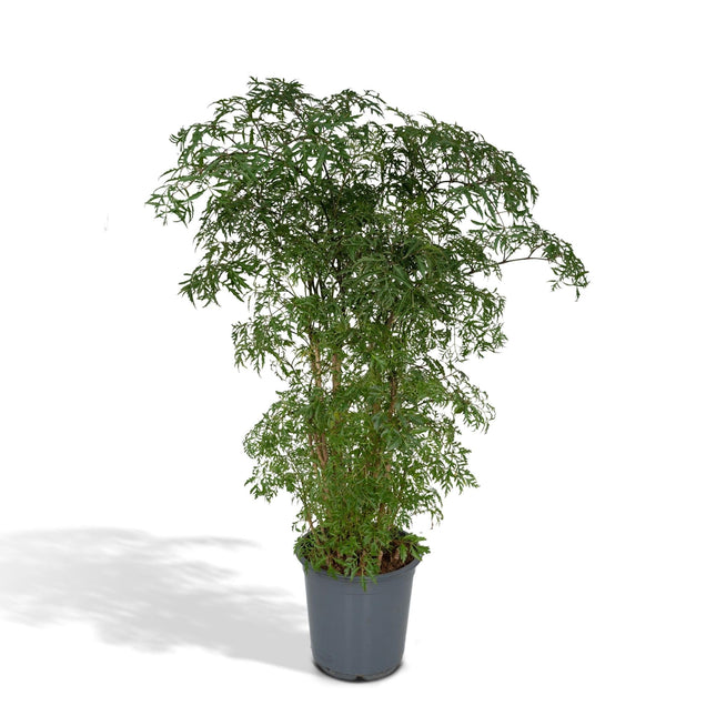 Polyscias Fruticosa – Aralia Zimmerpflanze – Ø21cm – ↕75cm – Tropische Grünpflanze mit feinem, filigranen Laub – Pflegeleicht & luftreinigend