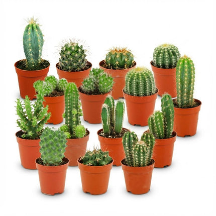 Mini Kaktus Set – 15 Kakteen – Ø5,5cm – Höhe 5-10cm – Pflegeleichte Zimmerpflanzen – Kleine Kakteen für Fensterbank Büro & Wohnraum