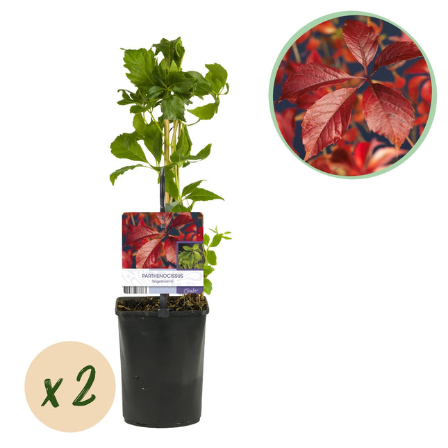 Selbstklimmender Mauerwein Parthenocissus Engelmannii – Kletterpflanze mit grünen & roten Blättern – 2 Pflanzen – 11 cm x H40 cm – Pflegeleicht