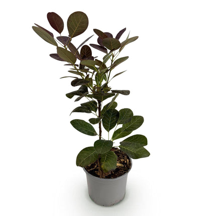 Cotinus coggyria Royal Purple – 12cm – Höhe ca. 35cm – Purpurrotes Laub & luftige Sommerblüten – Laubabwerfender pflegeleichter Perückenstrauch