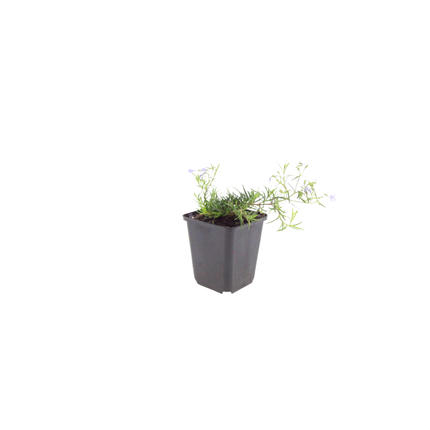 Phlox subulata Emerald Cushion Blue – 24 Pflanzen – Ø9cm – Höhe 10-25cm – Blauer Polsterphlox – Immergrüner Bodendecker für Steingarten & Beet