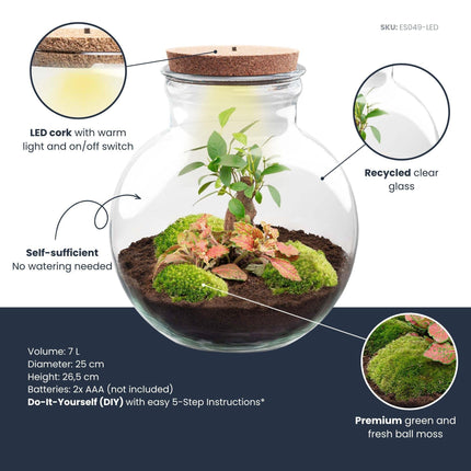 Flaschengarten Teddy – Bonsai – Ø25cm ↕26,5cm – Pflanzenterrarium mit LED – Kork – DIY Bausatz mit Ficus Ginseng Bonsai, Fittonia & Moos