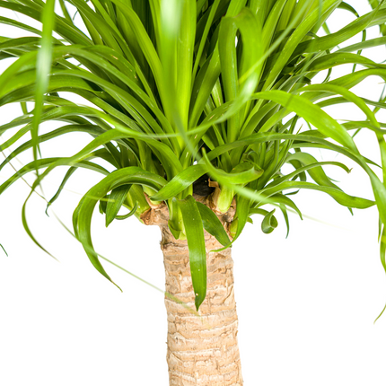 Beaucarnea Recurvata inkl. Naturkorb – Höhe 60-80cm – Ø21cm – Elefantenfuß Zimmerpflanze mit markantem Stamm