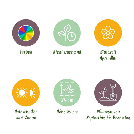 Blumenzwiebeln Hyazinthen Mix – 10 Stück – Duftende Hyacinthus in verschiedenen Farben – Zwiebelgröße 14/15 – Für Beet, Balkon & Terrasse – Pflegeleicht